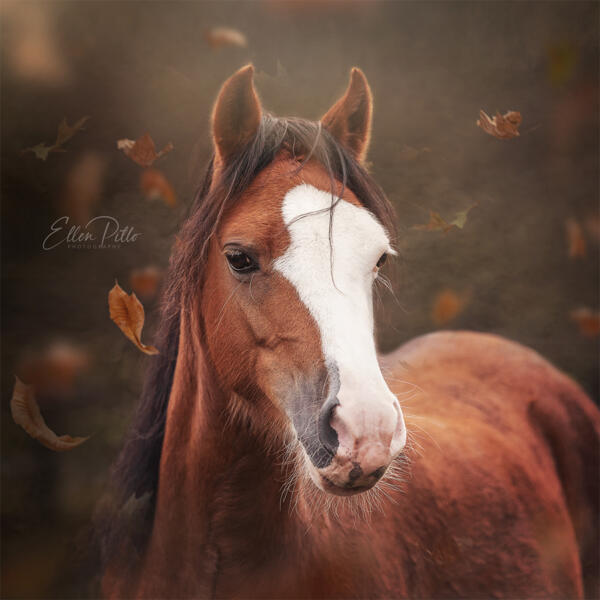 Verjaardagskalender Paarden - Afbeelding 12