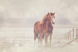 samen @ellenpitlofotografie