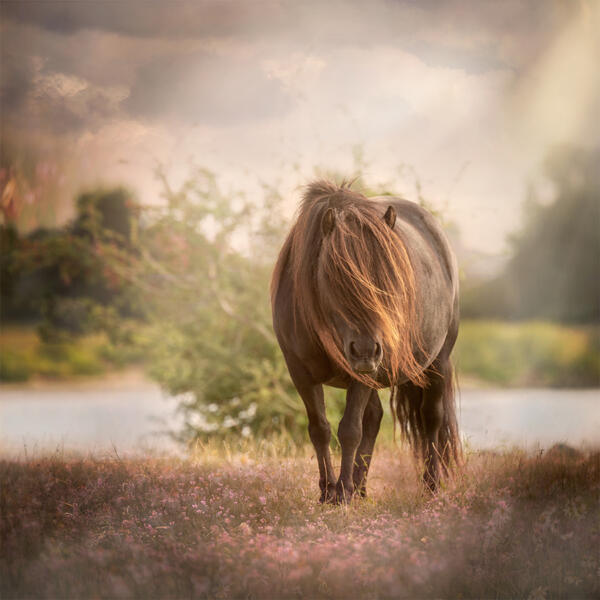 Verjaardagskalender Paarden - Afbeelding 9