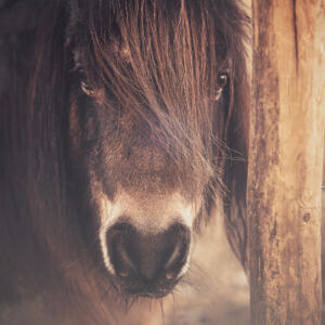 paardenfotograaf @ellenpitlofotografie shetlander 1 januari