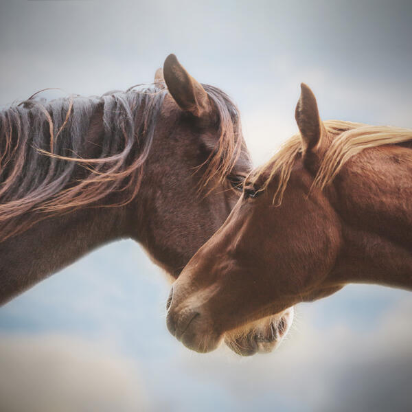 Verjaardagskalender Paarden - Afbeelding 4