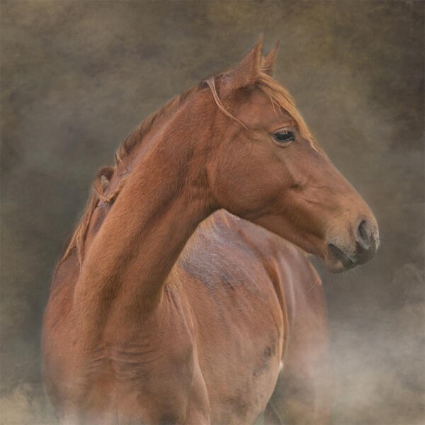 Verjaardagskalender Paarden - Afbeelding 5