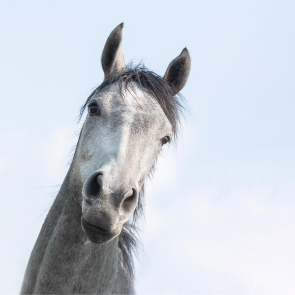 Verjaardagskalender Paarden - Afbeelding 11