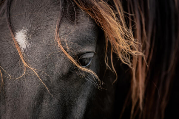 Paardenprint 'In My Mind'