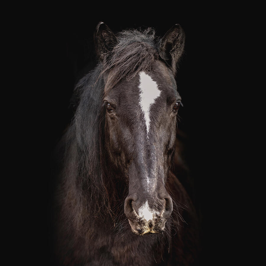 @ellenpitlo-afscheidsfotografie-ouder paard