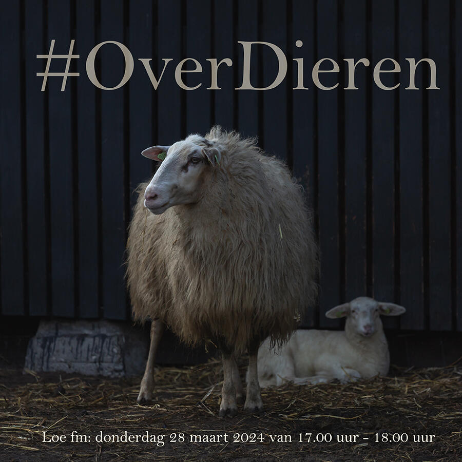 @ellenpitlofotografie 28 maart schapen Loe fm
