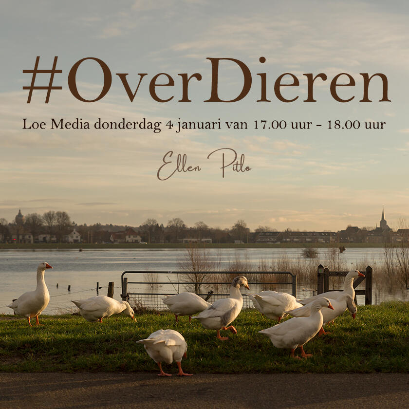 #Overdieren 4 januari Akkas ganzenparadijs en Vogelgroep Kampen