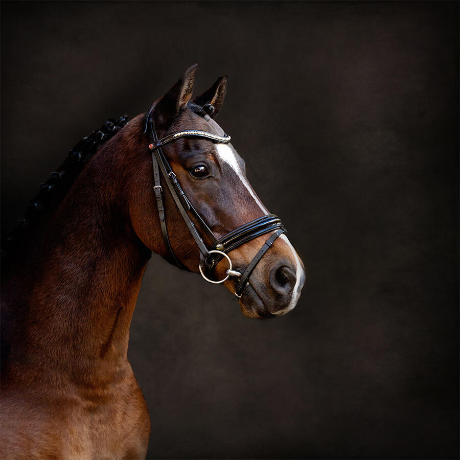 paardenfotograaf @ellenpitlofrotografie Pepper